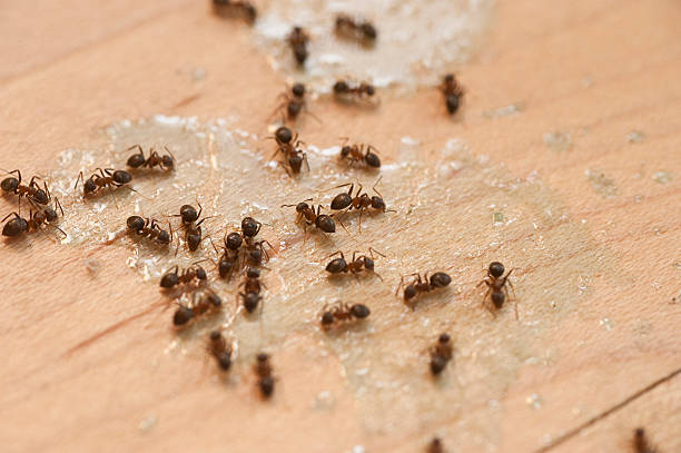 Trusted Reedurban, OH Pest Control Experts