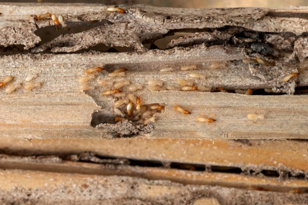 Best Insect Control  in Reedurban, OH